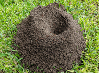 Ant Hill Ant Hill