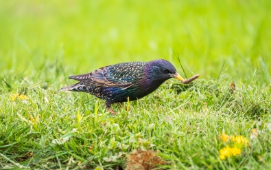 Signs of Leatherjackets in Your Lawn