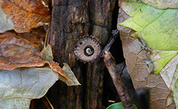 Bird's Nest Fungi Bird's Nest Fungi