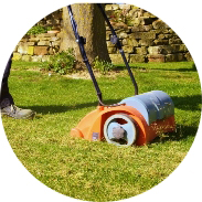 Remove dead moss Remove dead moss