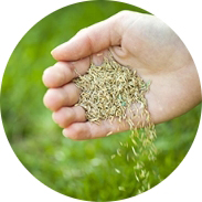 Overseeding Overseeding