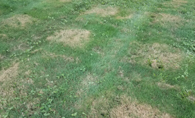 Lawn diseases