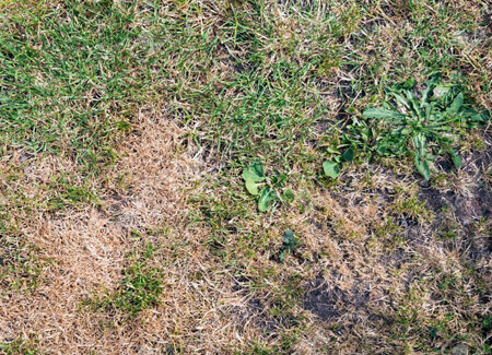 Dry Patches Dry Patches