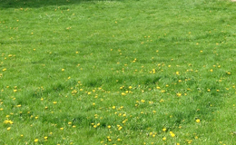 Fairy Rings Fairy Rings