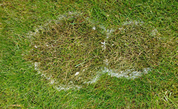 Fusarium Patch Fusarium Patch