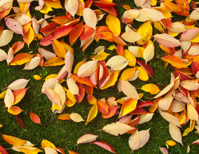 Autumn lawn feed and weed Autumn lawn feed and weed