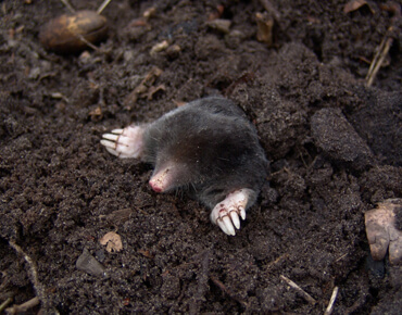 Moles Moles
