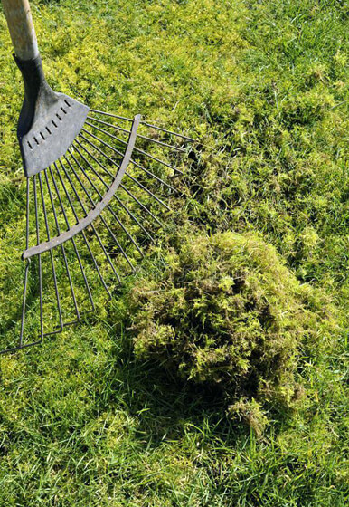 Moss Moss