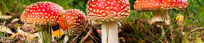 Mushrooms & Toadstools