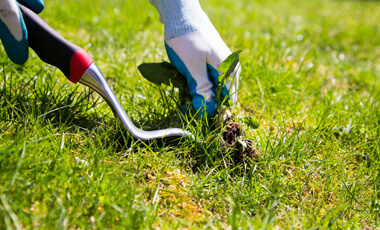 Lawn weed removal