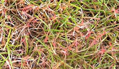 Red Thread Red Thread