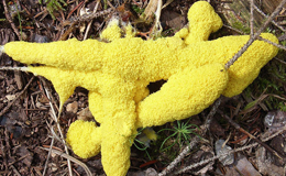 Slime Mould Slime Mould