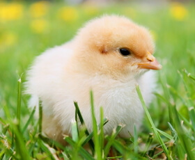 Spring Lawn Care Spring Lawn Care