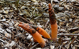 Stinkhorns Stinkhorns