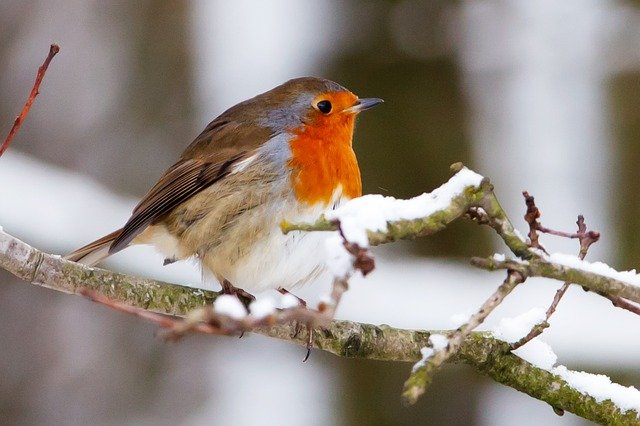 winter garden birds