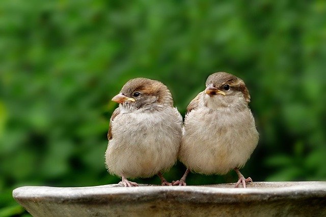 are birds good for your garden