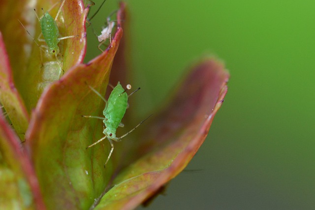 Aphids