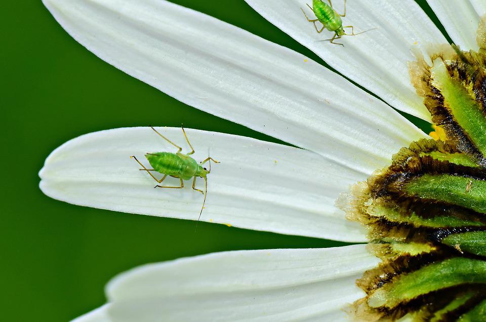 Aphids