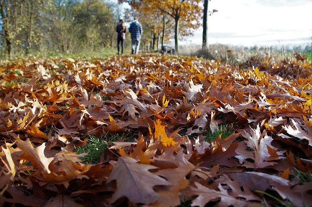 Solution for getting rid of fall leaves on the lawn