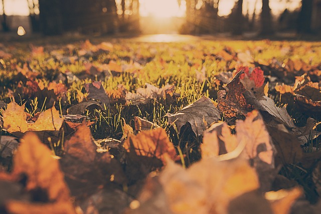 autumn weed control