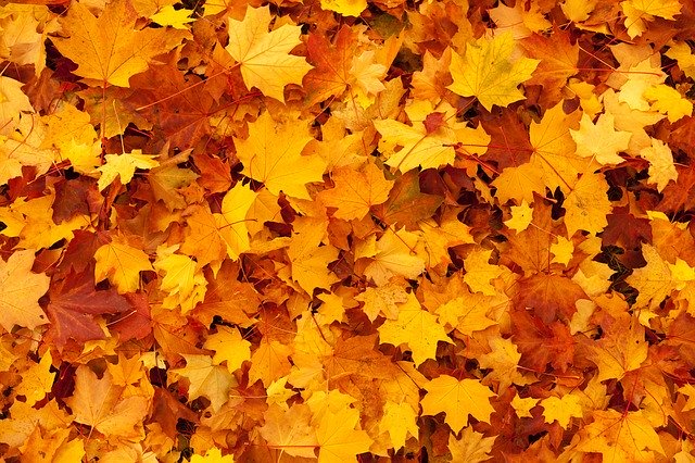 autumn lawn diseases