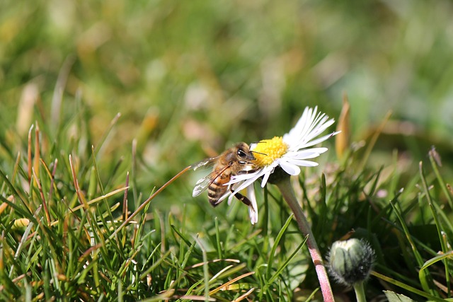 what insects are harmful to lawns