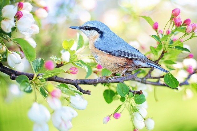 bird on plant