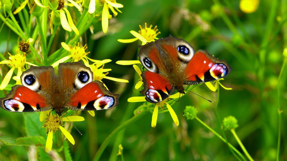 good insects for my garden