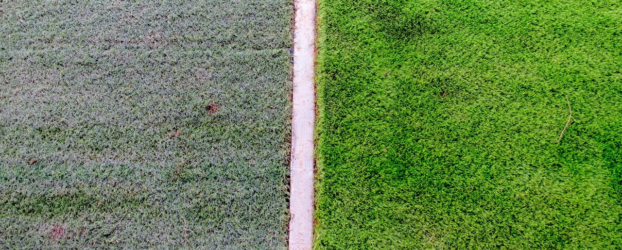 Grass greener on the other side