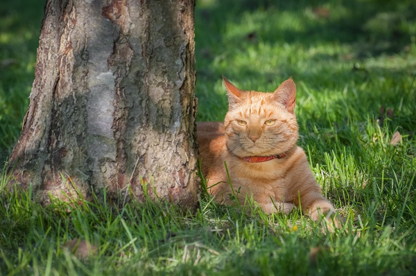 shaded lawn