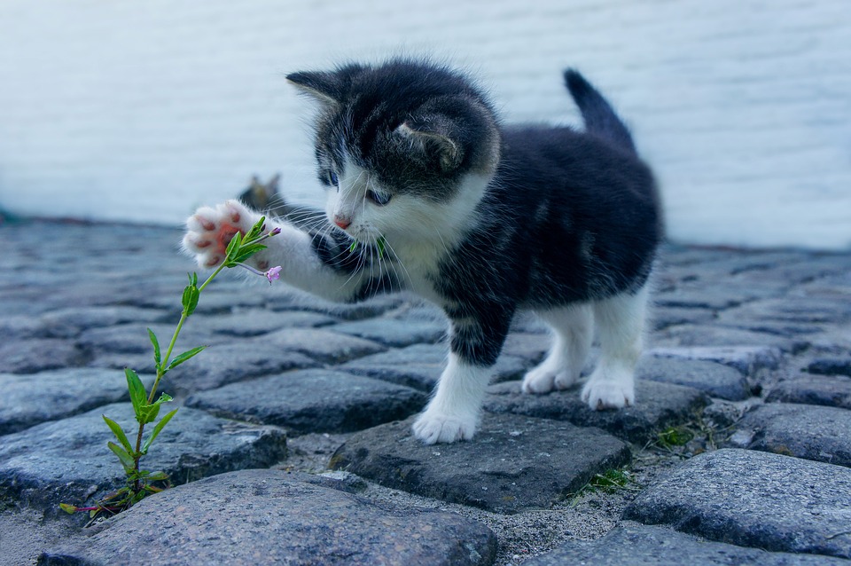 pet playing with plant