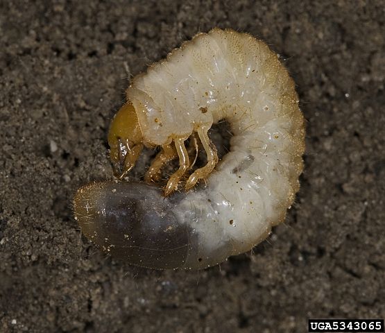 Chafer grub appearance