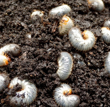 Chafer grubs