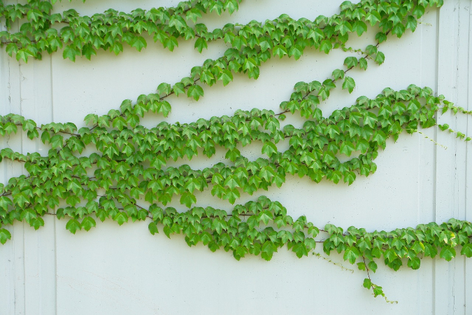 climbing plants covering garden wall