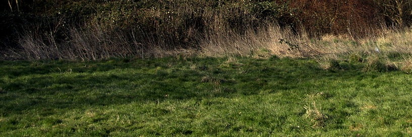 Coarse grass