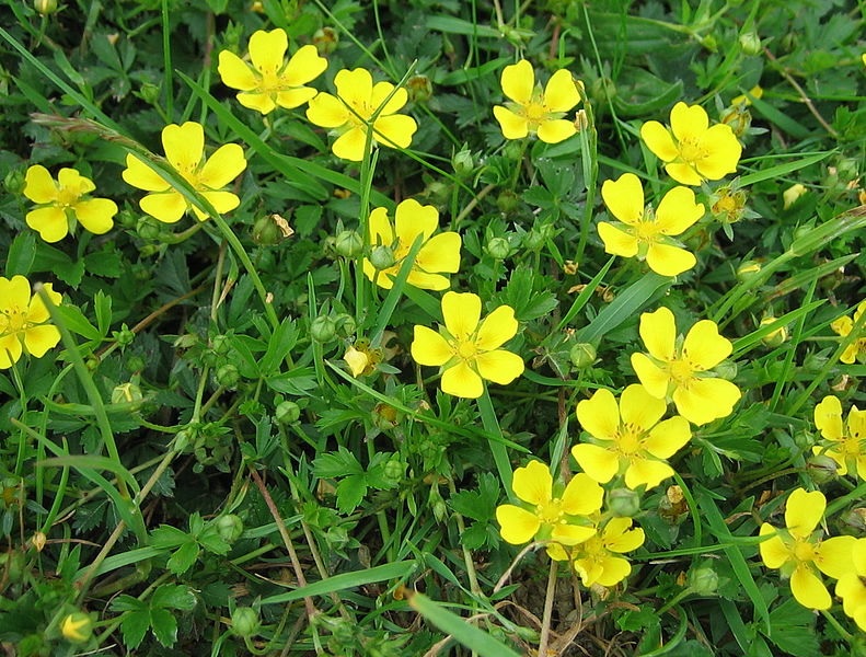 Creeping lawn weeds