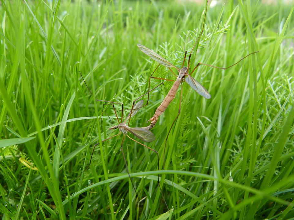 Crane flies in lawn