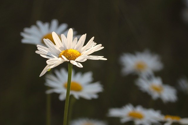 when do daisies bloom