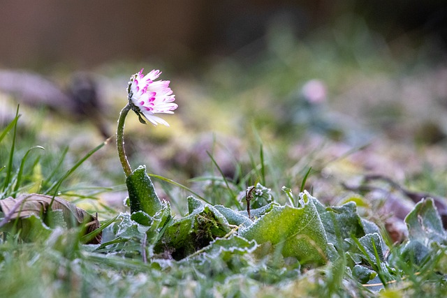 do weeds grow in cold weather