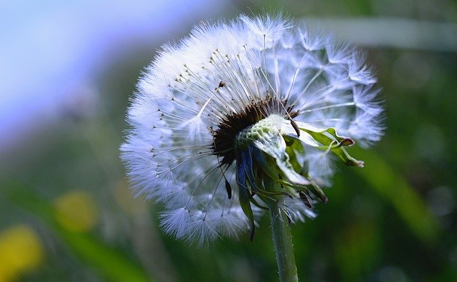 Dandelion weed