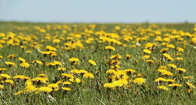 Dandelions growing in grass