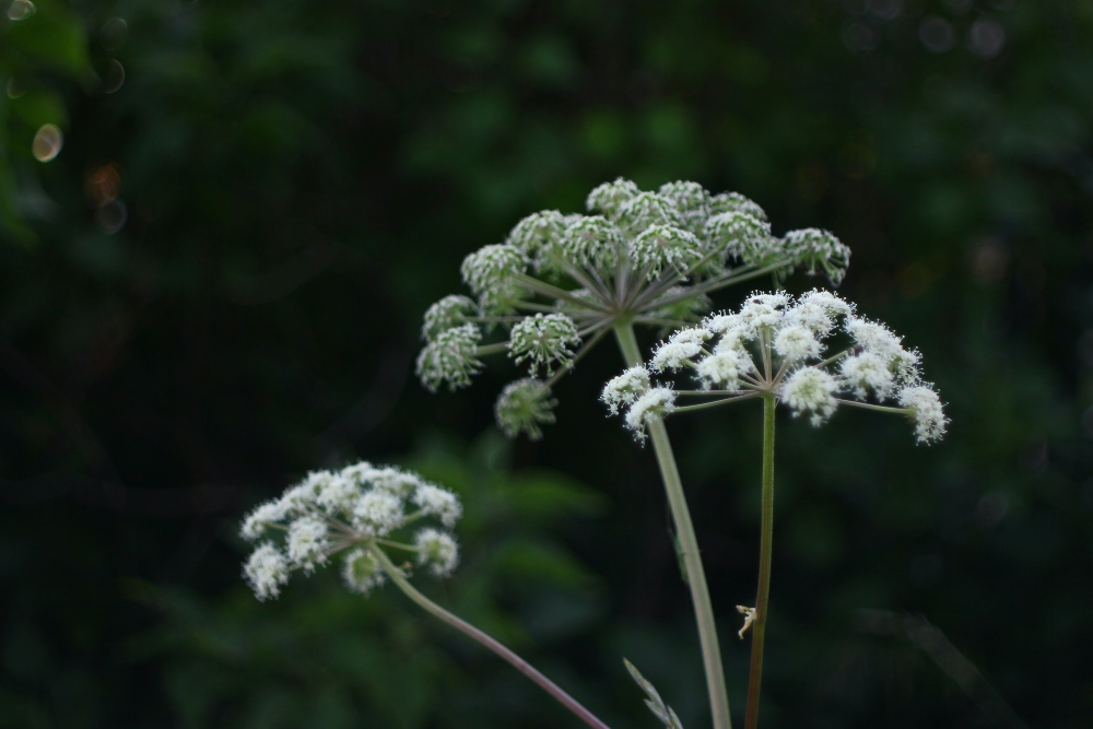 giant hogweed dangerous weed