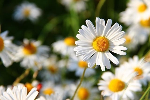 Daisy Bellis Perennis