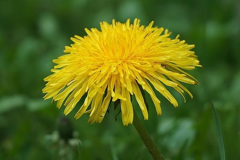 Dandelion Taraxacum Officinale