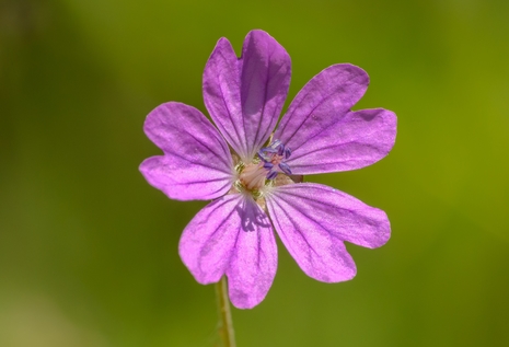 Dovesfoot Geranium Geranium Molle