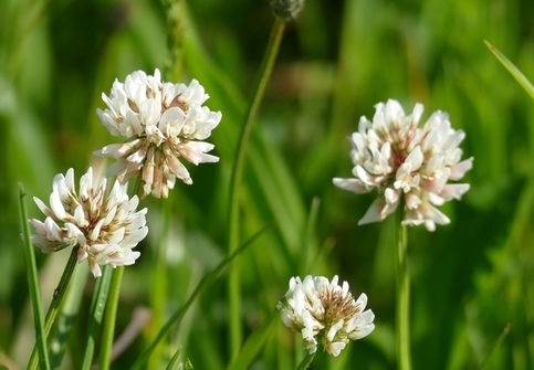 White Clover Trifolium Repens