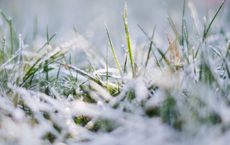 lawn covered in white snow - what is fusarium patch disease? how to identify fusarium patch disease