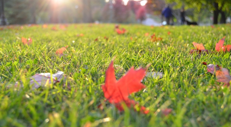 autumn leaves on garden lawn - aerating in autumn