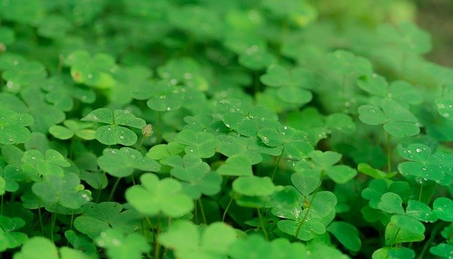 clover growing in thick bunch