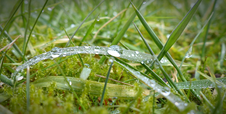 blades of grass with moss growing at their root